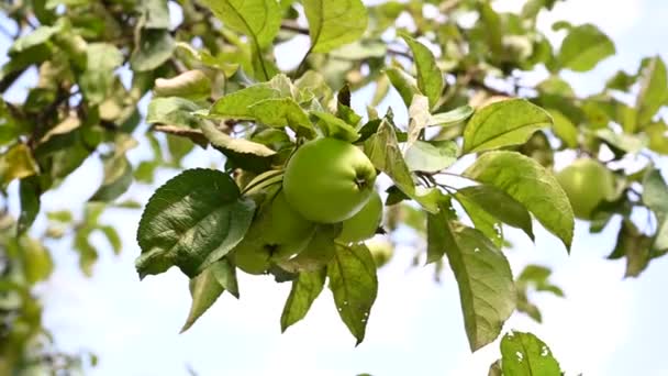Zweig eines Apfelbaums mit grünem Apfel, Bewegung im Wind. Video — Stockvideo