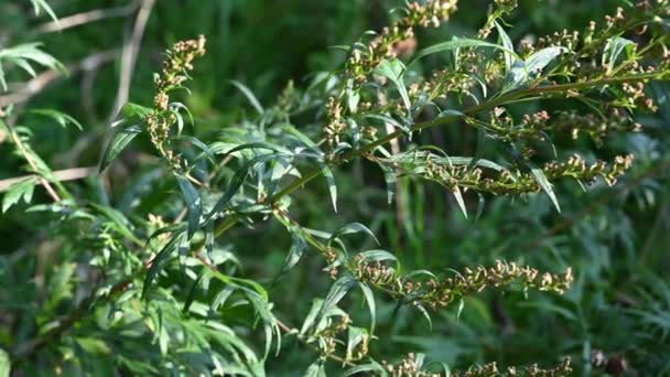 Wormwood bitter in autumn, ripe seeds of the plant. Static camera. — Stock Video