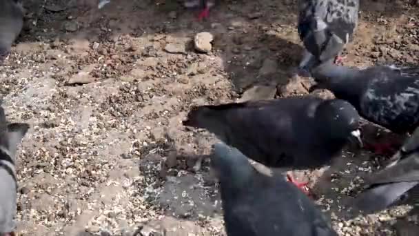 Blue pigeons eat cereals on stony soil. Video. — Stock Video