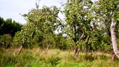 Elmalı eski elma bahçesi. Video panorama