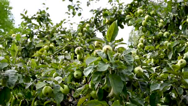 Green ripe apples in autumn on a tree branch. Harvest of fruits. Movement in the wind. Video.
