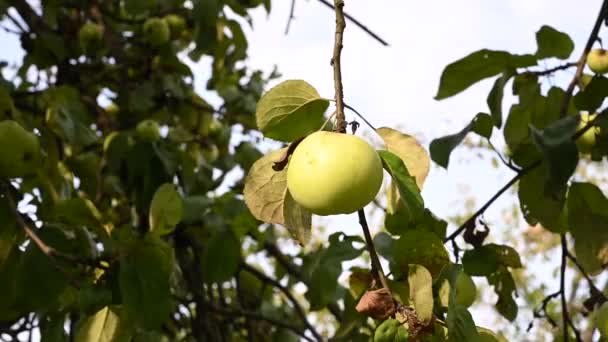 Cabang dengan apel di angin. Buah tergantung di pohon. Apel kebun. Panen. Pohon yang produktif. Apple disimpan. Cabang bergoyang dalam angin — Stok Video