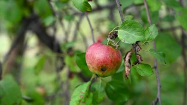 Rüzgarda kırmızı elma dalları. Ağaçta sallanan meyveler. Hasat et. Üretken ağaçlar. Apple kurtuldu. Dallar rüzgarda sallanıyor.