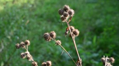 Sonbaharda rüzgârda sallanan olgun burdock tohumları. Görüntülü sabit kamera