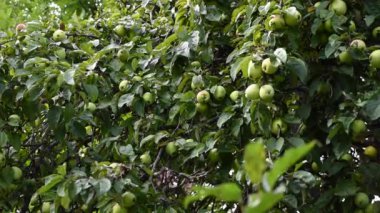 Sonbaharda bir ağaç dalında olgun elmalar. Meyve hasadı. Rüzgarda hareket var. Video.
