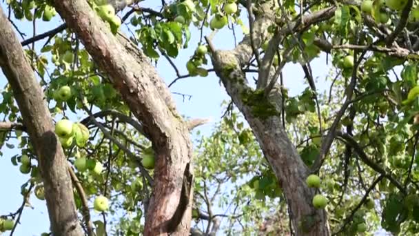 Uma macieira em um antigo jardim com maçãs verdes. Ramos secos, muita fruta. Panorama vídeo — Vídeo de Stock