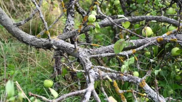 Ramos de uma velha macieira com maçãs verdes no chão. Ramos secos, muita fruta. Panorama vídeo — Vídeo de Stock