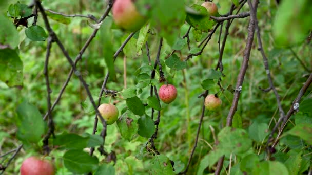 Branch with red apples in the wind . Fruit hanging on a tree. Garden apples. Harvest . Prolific trees. Apple saved. The branch sways in the wind — Stock Video