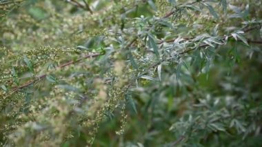 Sonbaharda acı Wormwood, bitkinin olgun tohumları. Statik kamera.