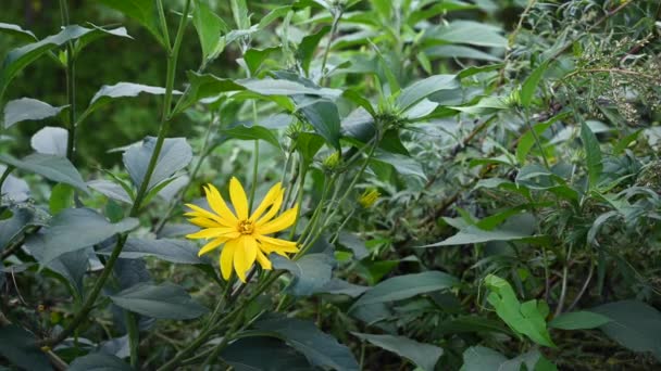 Topinambury Helianthus tuberosus je léčivá rostlina planě žlutého květu na poli. Detailní záběr videa. — Stock video