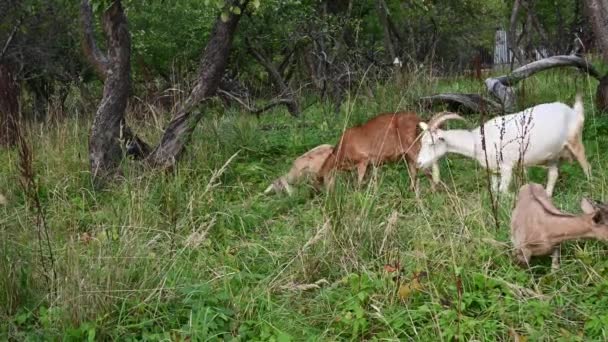 Rebanho de cabras pastam no antigo jardim da macieira comer grama e maçãs. Paisagem rural.. Vídeo com uma câmera estática. — Vídeo de Stock