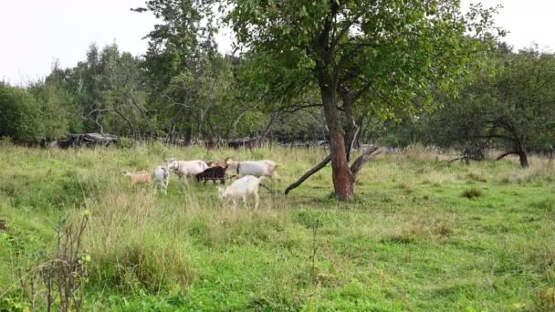 牧草地でヤギの放牧の群れ。田園風景。草を食べる。静止カメラ付きビデオ. — ストック動画