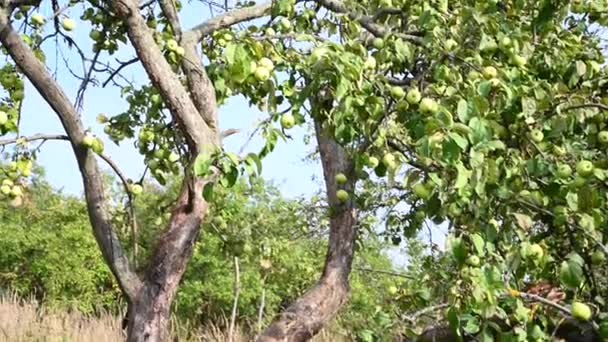 Jabłoń w starym ogrodzie z zielonymi jabłkami. Suche gałęzie, dużo owoców. Wideo panoramiczne — Wideo stockowe