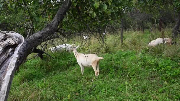 Stádo koz pasoucí se na staré jabloňové zahradě jí trávu a jablka. Venkovská krajina.. Video se statickou kamerou. — Stock video