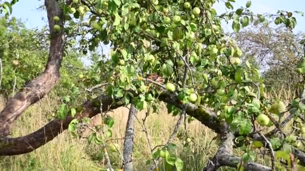 Ett äppelträd i en gammal trädgård med gröna äpplen. Torra grenar, massor av frukt. Panorama-video — Stockvideo