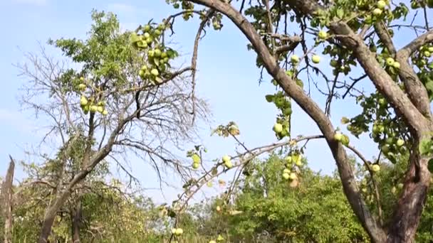 一棵苹果树，在一个长满青苹果的老花园里。干树枝，很多水果。全景录像 — 图库视频影像