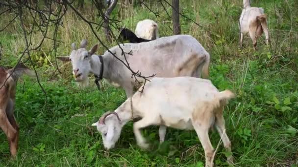 Стадо козлів пасеться в старому саду яблунь, їдять траву та яблука. Сільський пейзаж... Відео зі статичною камерою . — стокове відео