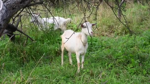 Rebanho de cabras pastam no antigo jardim da macieira comer grama e maçãs. Paisagem rural.. Vídeo com uma câmera estática. — Vídeo de Stock