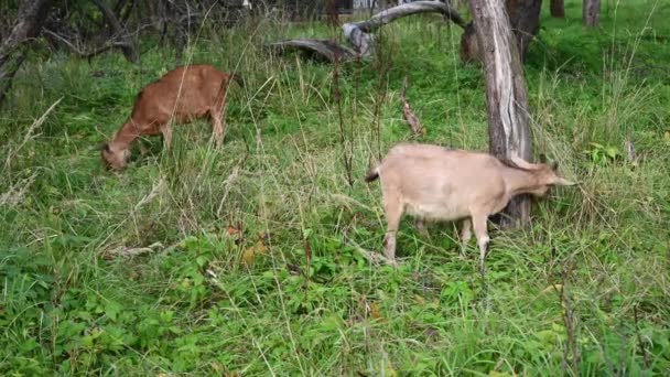 O rebanho de cabras pastoreia em um prado. Paisagem rural. Eles comem erva. Vídeo com uma câmera estática. — Vídeo de Stock