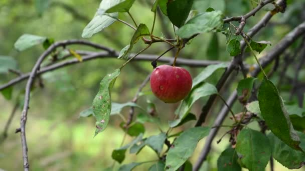 Rama con manzana roja en el viento. Fruta colgando de un árbol. Cosecha. Árboles prósperos. Apple salvado. La rama se balancea en el viento — Vídeos de Stock