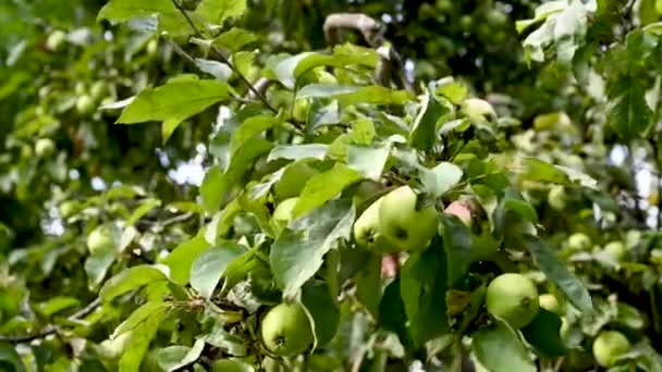 Zelená zralá jablka na podzim na větvi stromu. Sklizeň ovoce. Pohyb ve větru. Video. — Stock video
