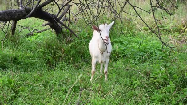 Bílá koza pasoucí se na staré jabloňové zahradě jí trávu a jablka. Poškrábal se na těle. Venkovská krajina. Video se statickou kamerou. — Stock video