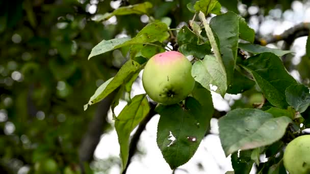 Branche avec des pommes au vent. Des fruits suspendus à un arbre. Pommes de jardin. Récolte. Des arbres prospères. Pomme sauvée. La branche oscille dans le vent — Video