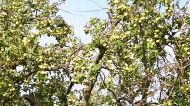 Eski bir bahçede, yeşil elma mavisi arka planı olan bir elma ağacı. Kuru dallar, bir sürü meyve. Panorama videosu