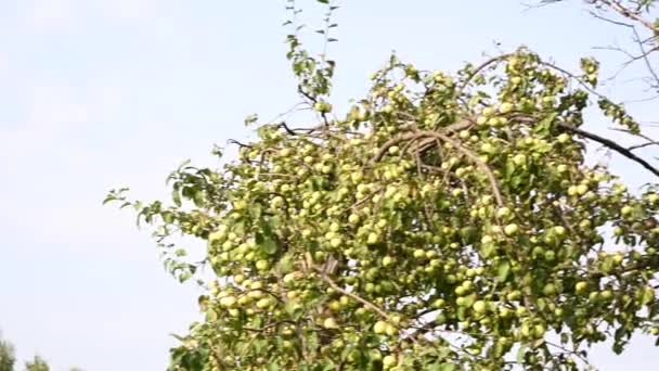 Uma macieira em um antigo jardim com maçãs verdes fundo céu azul. Ramos secos, muita fruta. Panorama vídeo — Vídeo de Stock