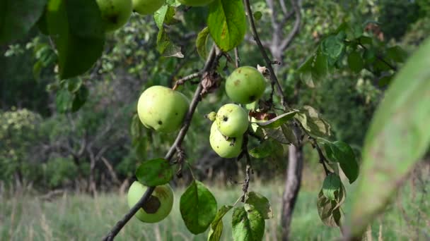 Cabang dengan apel di angin. Buah tergantung di pohon. Apel kebun. Panen. Pohon yang produktif. Apple disimpan. Cabang bergoyang dalam angin — Stok Video