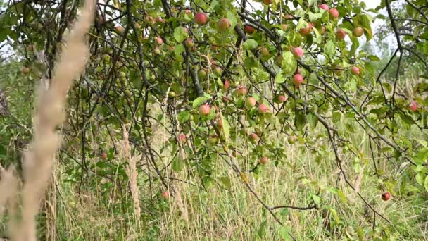 風の中で赤いリンゴと枝。果物が木にかかっている。庭のリンゴ。収穫だ。繁殖性の木だ。アップルは救った。枝は風に揺れる — ストック動画