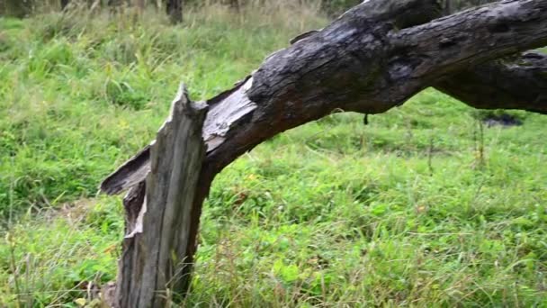 The trunk of an old apple tree lying on the ground. Panorama video. — Stock Video