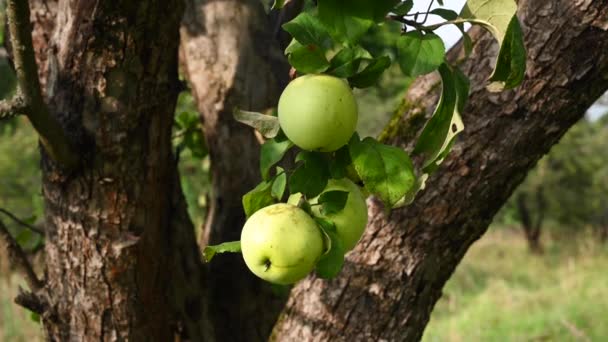 風の中でリンゴと枝。果物が木にかかっている。庭のリンゴ。収穫だ。繁殖性の木だ。アップルは救った。枝は風に揺れる — ストック動画