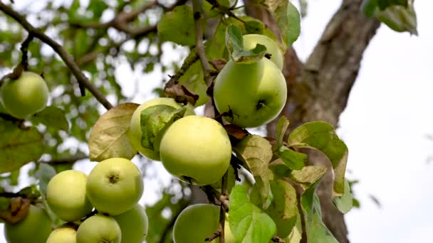 風の中でリンゴと枝。果物が木にかかっている。庭のリンゴ。収穫だ。繁殖性の木だ。アップルは救った。枝は風に揺れる — ストック動画