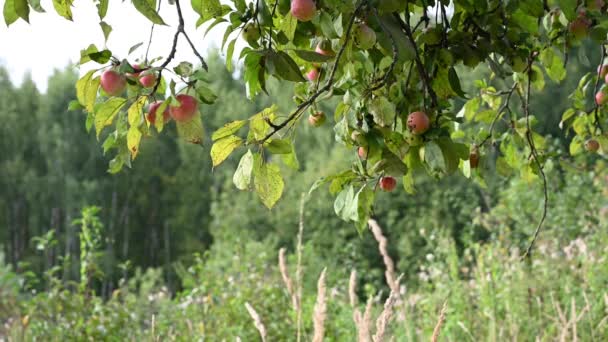 Ramură cu mere roșii în vânt. Fructe agățate pe un copac. Mere de grădină. Recolta. Copaci prolifici. Apple salvat. Ramura se mişcă în vânt. — Videoclip de stoc