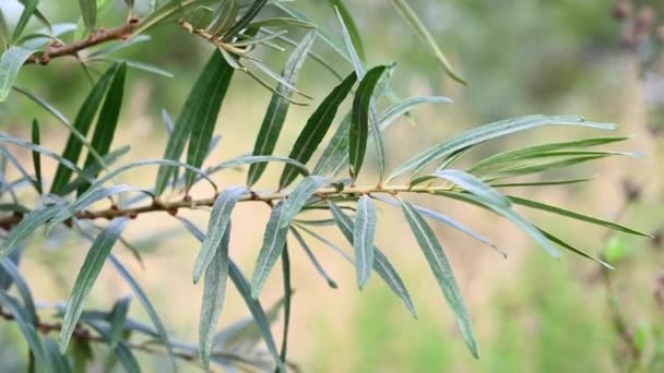 Un ramo di un giovane olivello spinoso verde nel giardino. Gli arbusti sparano il primo piano, il movimento nel vento, l'ondeggiamento di un ramo è preso da una macchina fotografica statica. Video. — Video Stock