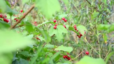 Viburnum böğürtlenleri bir dalın üzerindeki tıbbi bitkilerdir. Sonbaharda rüzgârda olgunlaşmış böğürtlenlerle dolu bir çalılık. Video kaydı. Statik kamera.