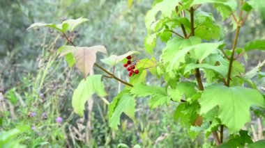 Viburnum böğürtlenleri bir dalın üzerindeki tıbbi bitkilerdir. Sonbaharda rüzgârda olgunlaşmış böğürtlenlerle dolu bir çalılık. Video kaydı. Statik kamera.