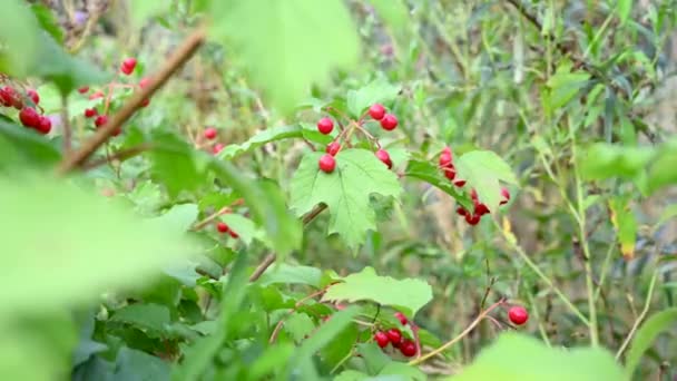 Bobule Viburnum jsou léčivou rostlinou na větvi. Větvička keře se zralými bobulemi na podzim ve větru. Video. Statický fotoaparát. — Stock video