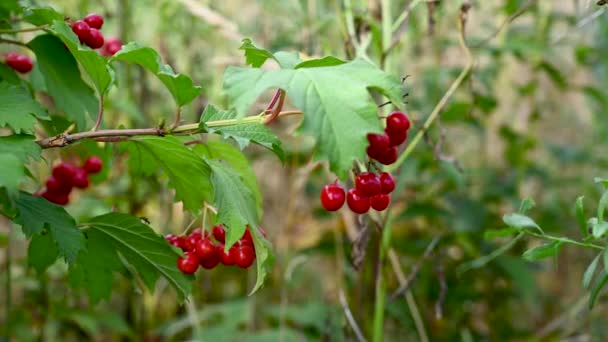 A viburnum bogyó egy gyógynövény egy ágon. Egy bokorág érett bogyókkal ősszel a szélben. Videó. Statikus kamera. — Stock videók