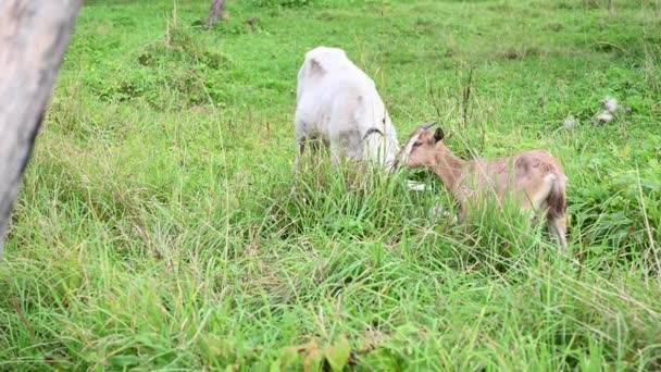 A cabra branca com uma pequena cabra apascenta em um prado come a grama. Paisagem rural. Vídeo com uma câmera estática. — Vídeo de Stock