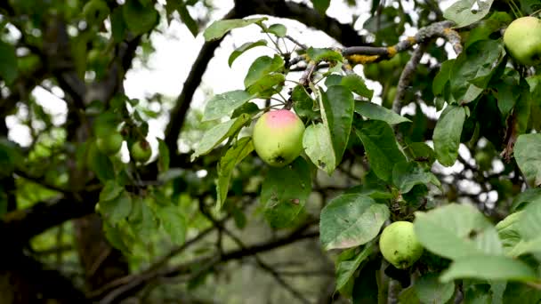 風の中でリンゴと枝。果物が木にかかっている。庭のリンゴ。収穫だ。繁殖性の木だ。アップルは救った。枝は風に揺れる — ストック動画