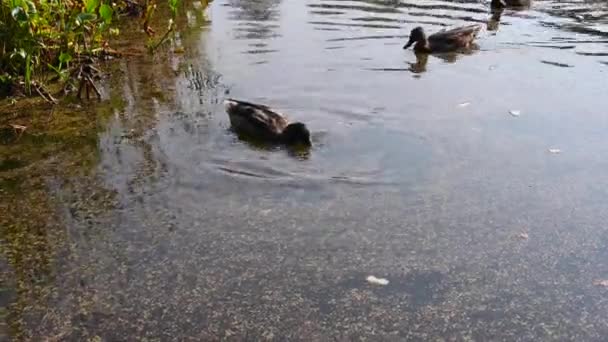 Wild ducks on pond eat food. Swampy pond with duckweed. — Stock Video