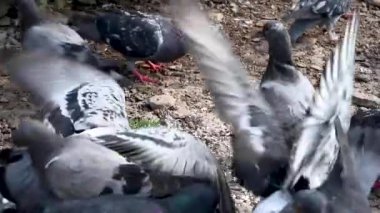 Mavi güvercinler taşlı topraklarda tahıl yer. Video.