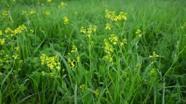 Barbarea vulgaris sahada. Panorama hareketli kamera videosu.