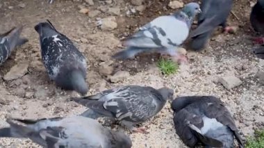 Mavi güvercinler taşlı topraklarda tahıl yer. Video 4k sabit kamera.
