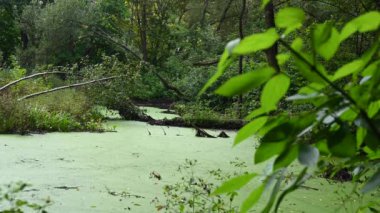 Ormanda yeşil ördek otuyla kaplanmış bataklık. Devrilmiş ağaçlarla dolu bir gölet, yazın ön planda bir dal.