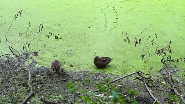 Wilde eenden zwemmen aan de oever van de vijver eten voedsel. moerassige vijver met eendenkroos. — Stockvideo