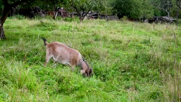 Bruine geiten grazen in een weiland en eten gras. Landelijk landschap. Video met een statische camera. — Stockvideo