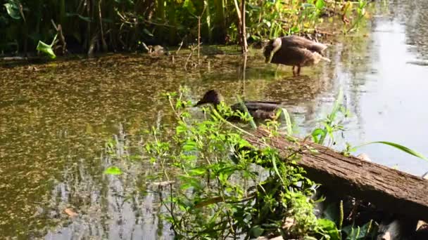 Wilde eend op vijver eet voedsel. Houten brug. moerassige vijver met eendenkroos. — Stockvideo